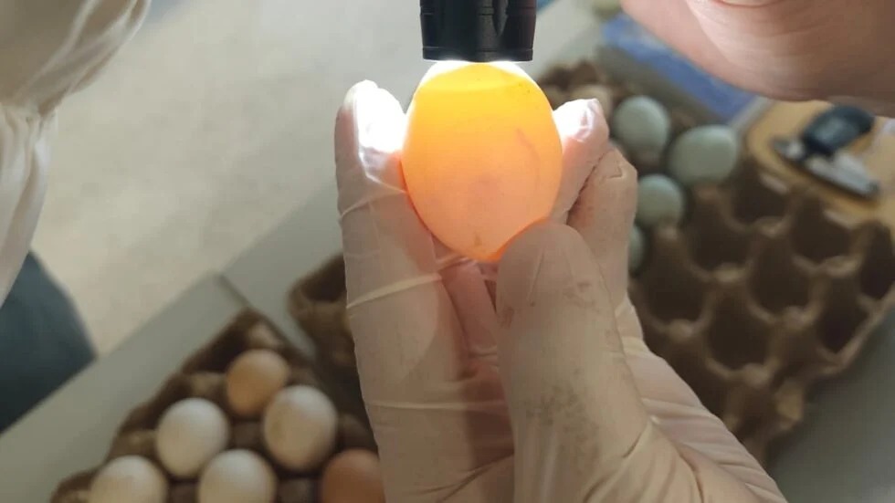 Incautan casi medio centenar de huevos de aves silvestres