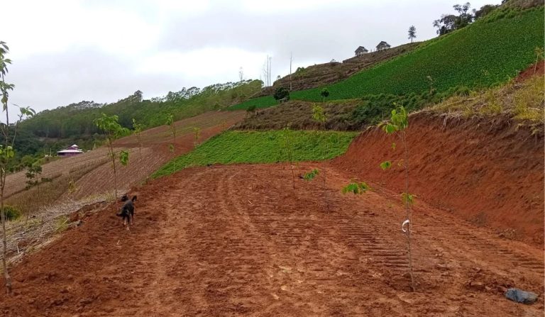 Interior do ES terá novo bosque de cerejeiras com 850 árvores; veja onde fica