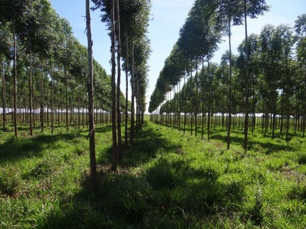 Inversión forestal de USD 200 millones busca industrializar madera y ampliar las exportaciones
