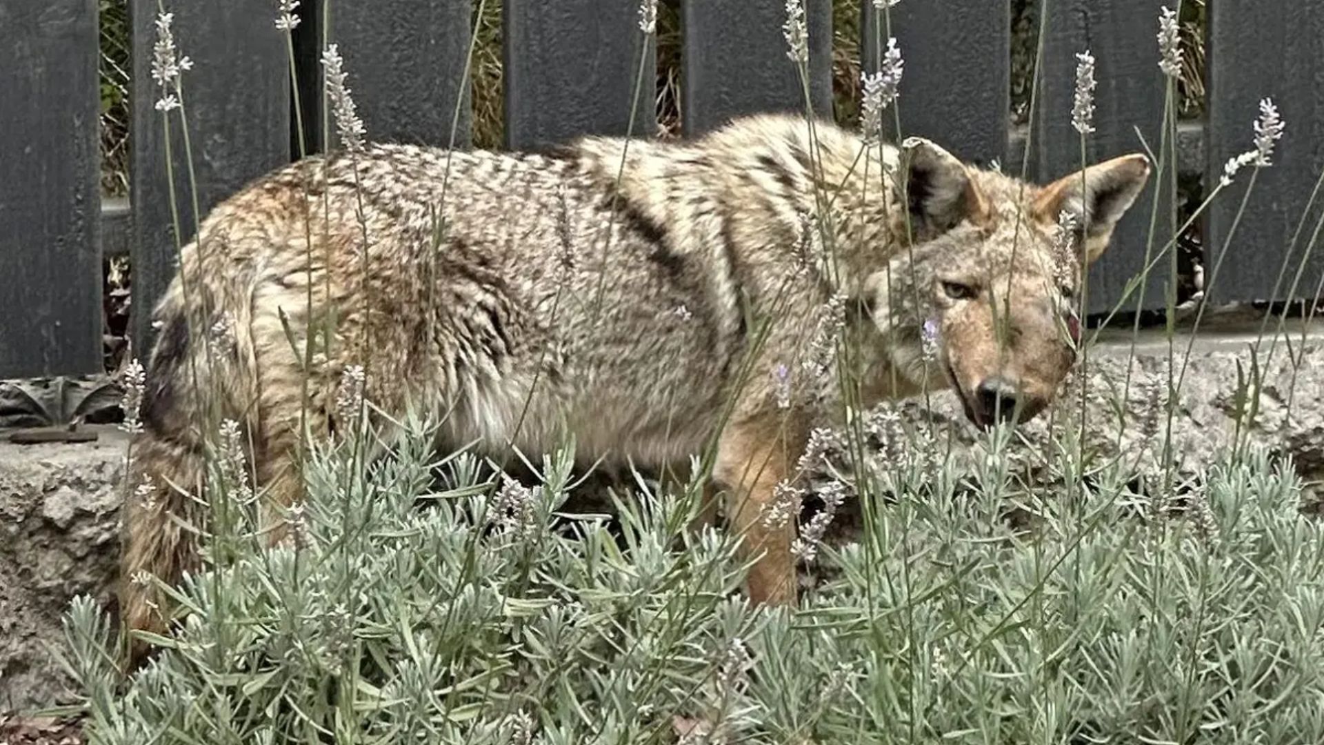 La coyote Wendy sobrevivió meses con dos perdigones en la cabeza, pero nadie pudo salvarla
