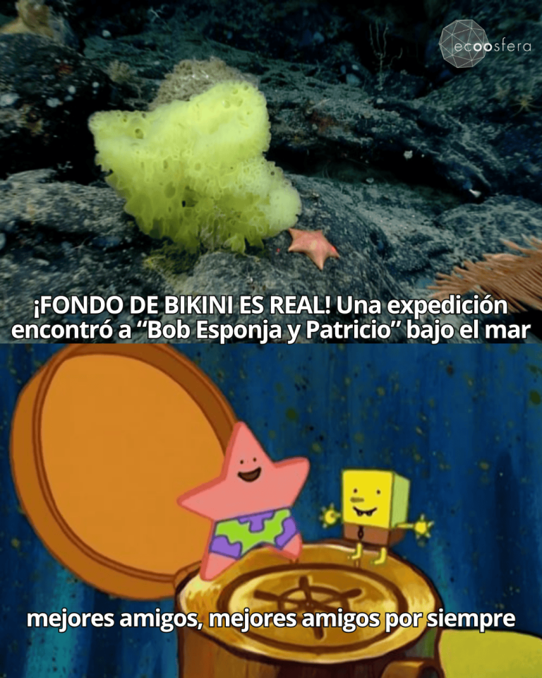 La NOAA encontró a Bob Esponja y Patricio reales a 1,900 metros de profundidad