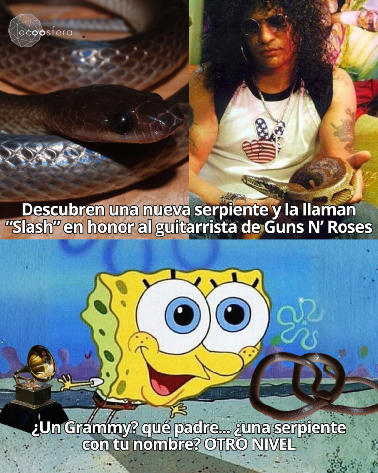 La nueva serpiente de Nueva Guinea se llama Slash, igual que el rockero