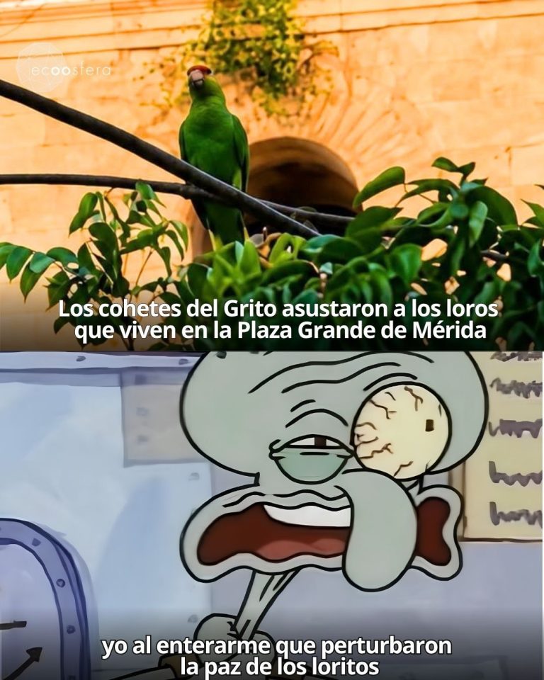 La pirotecnia del Grito saca a los loros de la Plaza Grande de Mérida