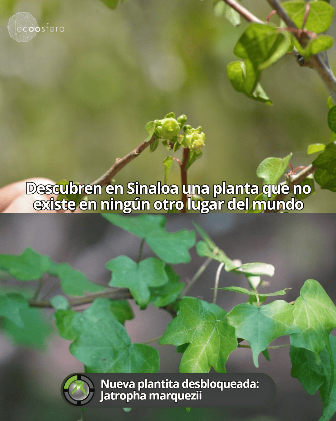 La planta que solo existe en Sinaloa y que la ciencia acaba de descubrir