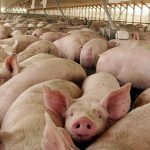 La producción porcina creció 12,4% acumulado en agosto y el consumo alcanza valores récord
