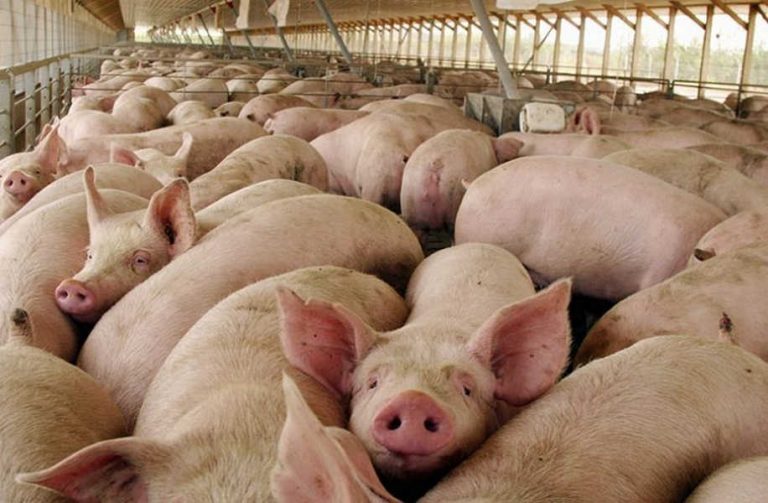 La producción porcina creció 12,4% acumulado en agosto y el consumo alcanza valores récord