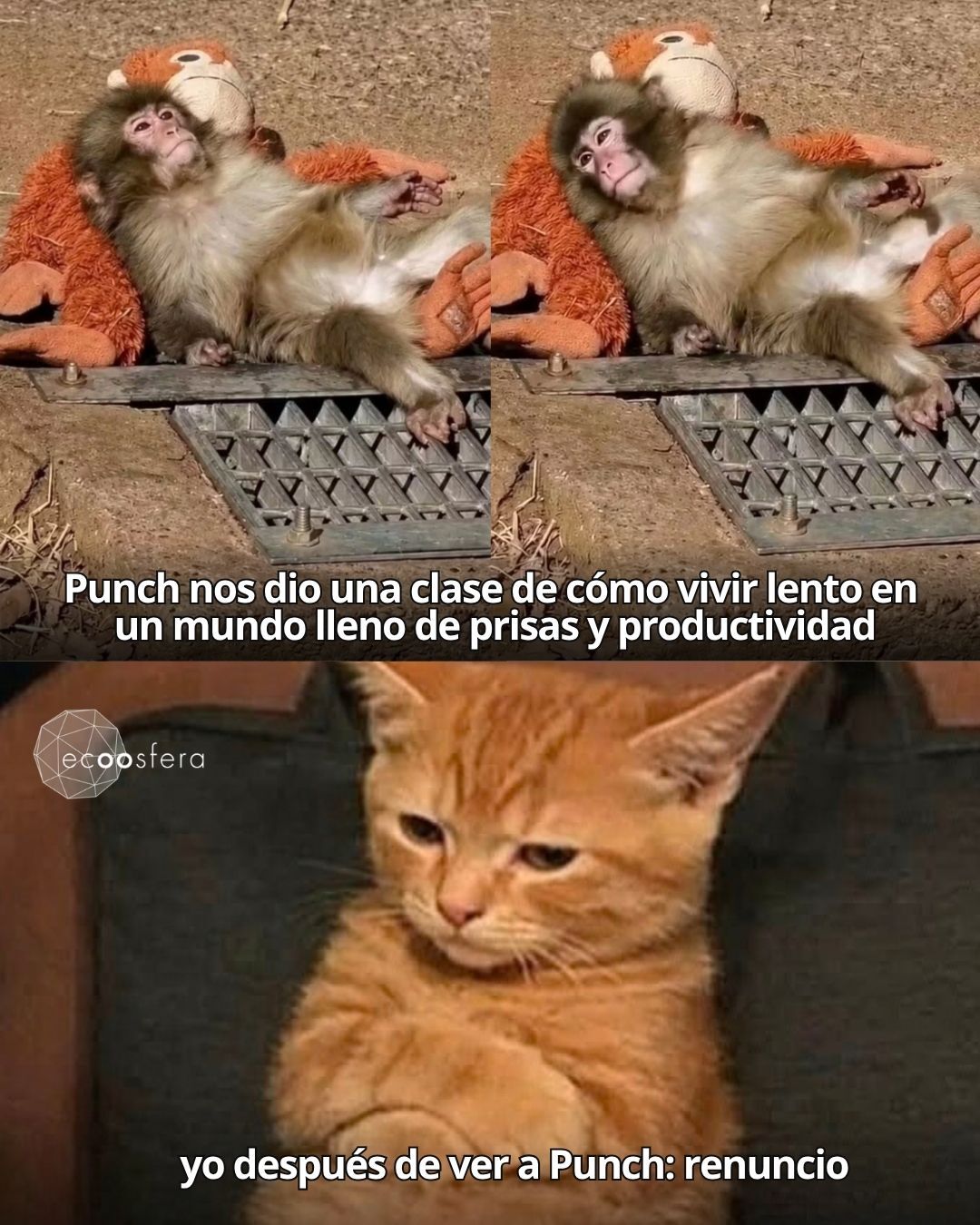 La siesta de Punch al sol es lo más cercano a la felicidad que verás hoy La siesta de Punch al sol es lo más cercano a la felicidad que verás hoy