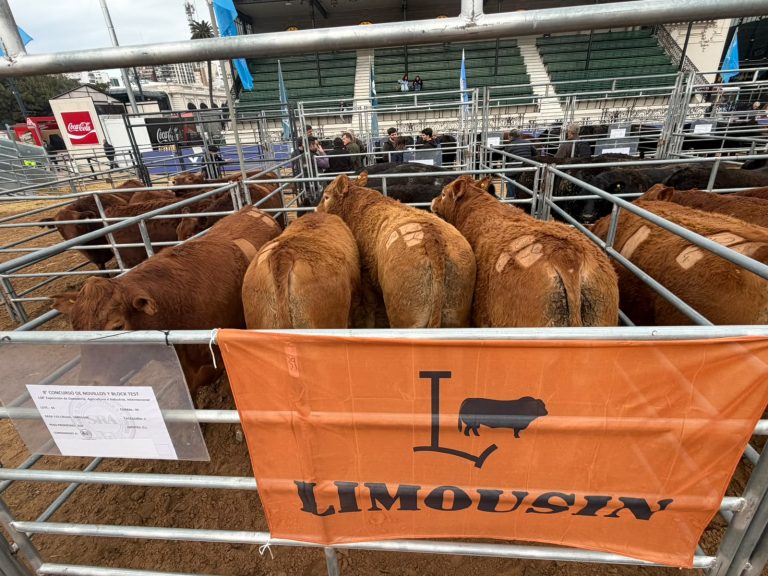 Limousin Argentina obtuvo la medalla de plata en la 2ª edición del Campeonato Mundial de la Carne