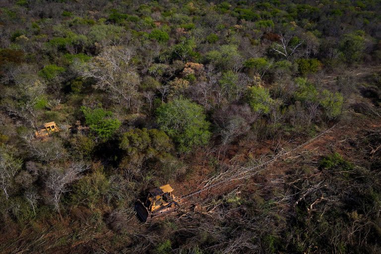 Los bosques no tienen voz, pero nosotros se la daremos: Sumate a la República de los Siete Bosques.