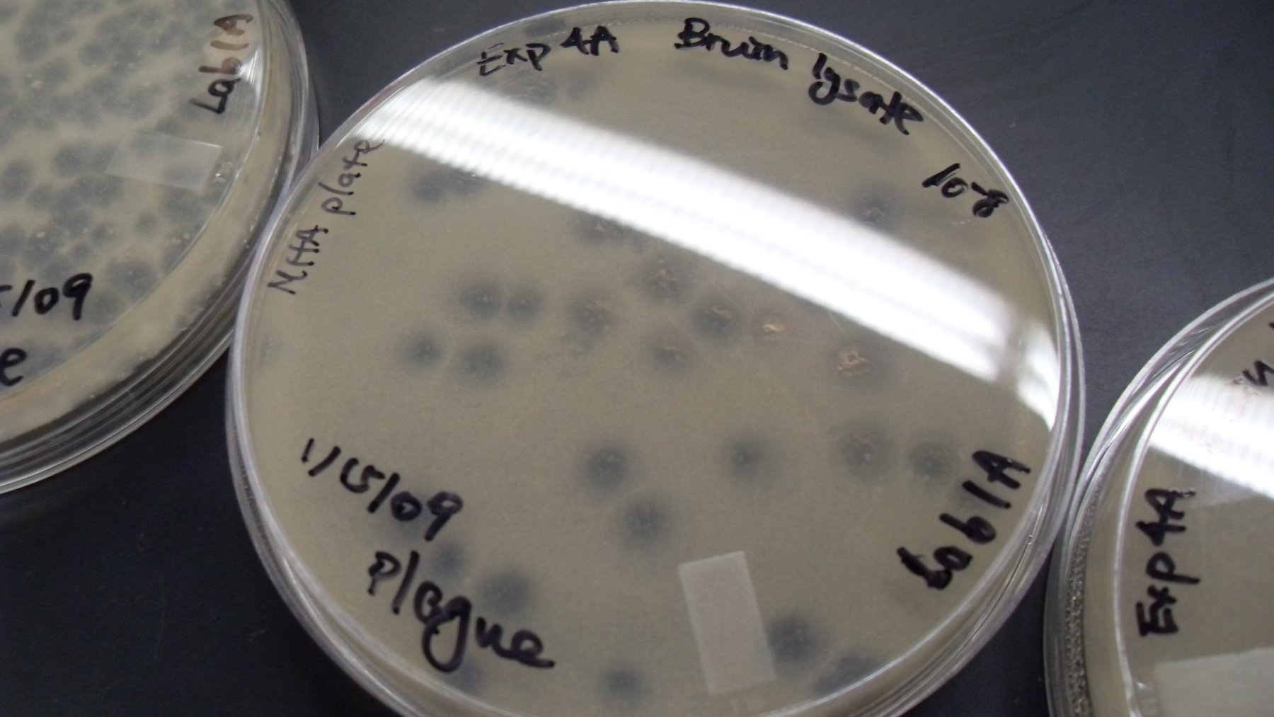 Los microbios del suelo eliminan 70 millones de toneladas de hidrógeno del aire cada año: científicos australianos aislaron la enzima Huc y la convirtieron en una batería que nunca hay que enchufar Los microbios del suelo eliminan 70 millones de toneladas de hidrógeno del aire cada año: científicos australianos aislaron la enzima Huc y la convirtieron en una batería que nunca hay que enchufar