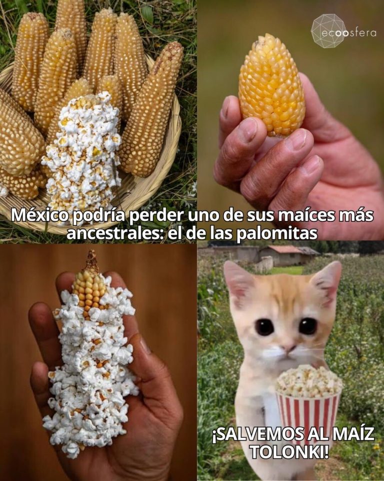 México importa las palomitas que consume mientras deja morir el maíz que las inventó