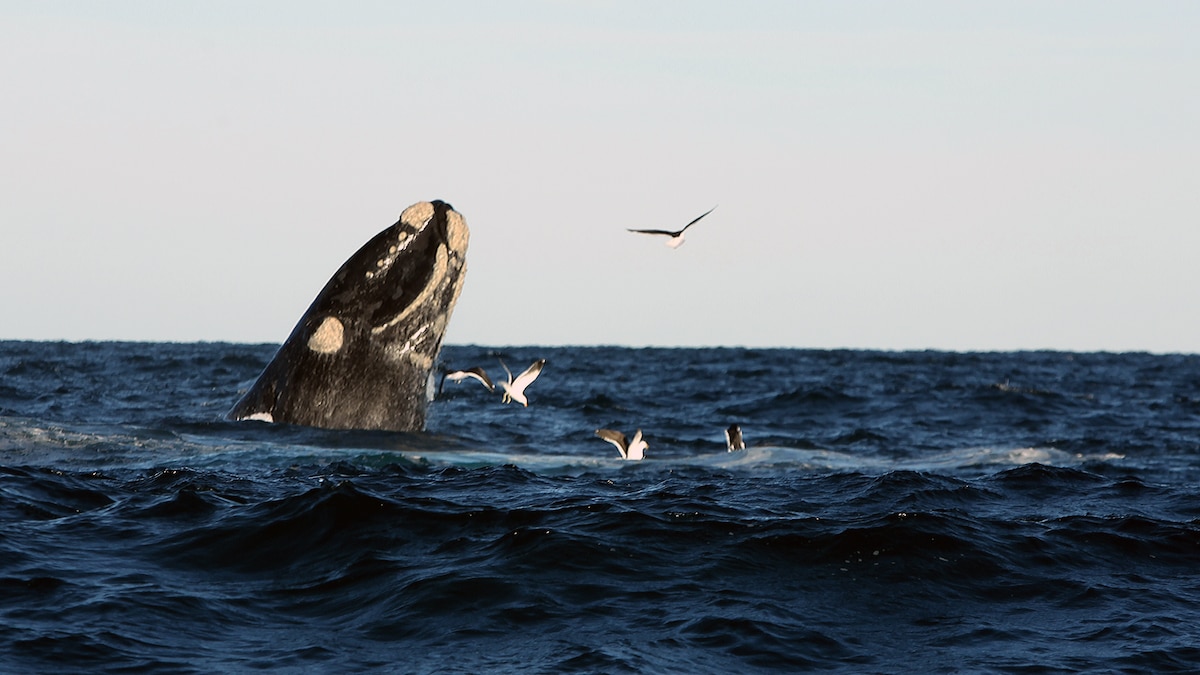 Muertes de ballenas en la Patagonia: una posible amenaza bacteriana preocupa a las científicos y autoridades