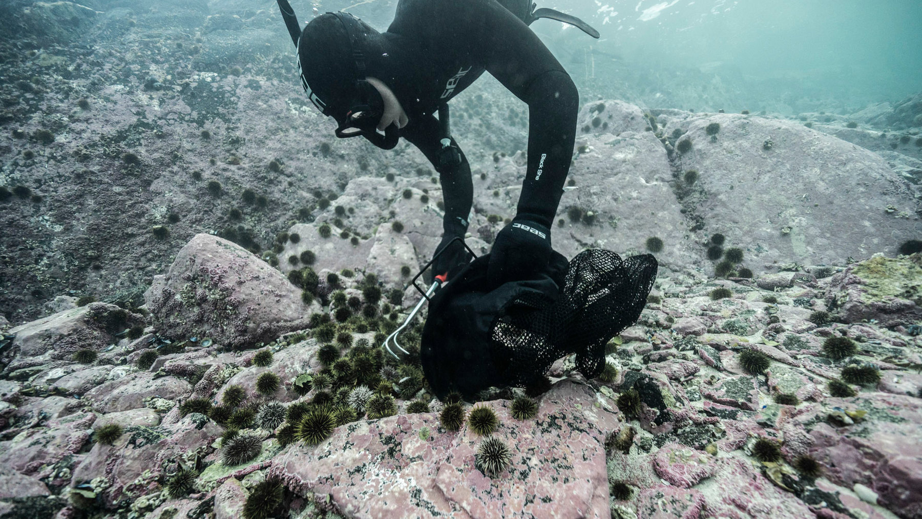 Noruega retira casi 100.000 erizos del fondo marino y consigue que un antiguo “desierto submarino” empiece a llenarse otra vez de algas y peces Noruega retira casi 100.000 erizos del fondo marino y consigue que un antiguo “desierto submarino” empiece a llenarse otra vez de algas y peces
