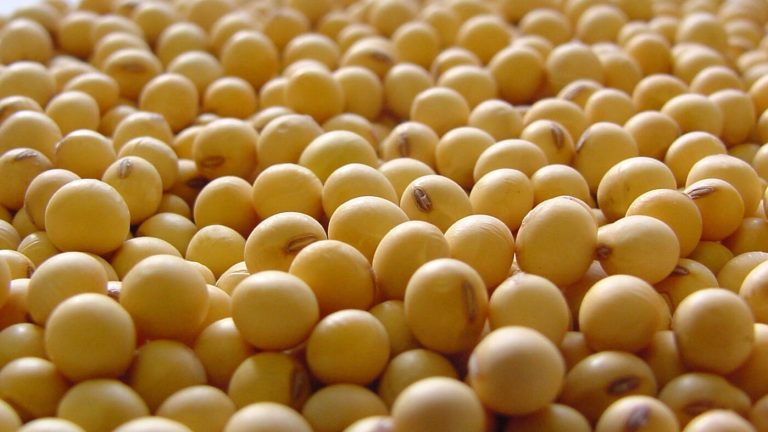 Paraguay exportó 7,4 millones de toneladas de soja y generó US$ 2.886 millones