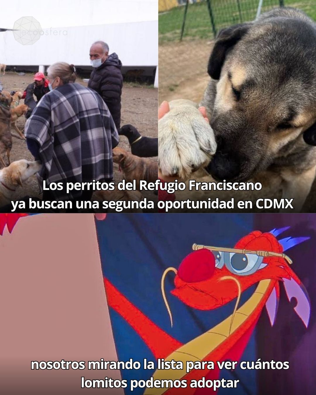Perros del Refugio Franciscano: cómo adoptarlos en CDMX desde hoy Perros del Refugio Franciscano: cómo adoptarlos en CDMX desde hoy