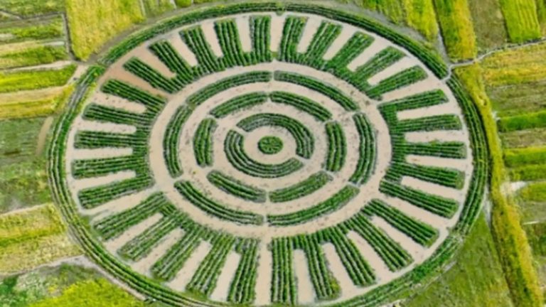 Perú — Recuperan en Perú una técnica agrícola ancestral a 3.800 metros de altitud que ya da su primera cosecha de papas y protege los cultivos de las heladas sin motores ni cables