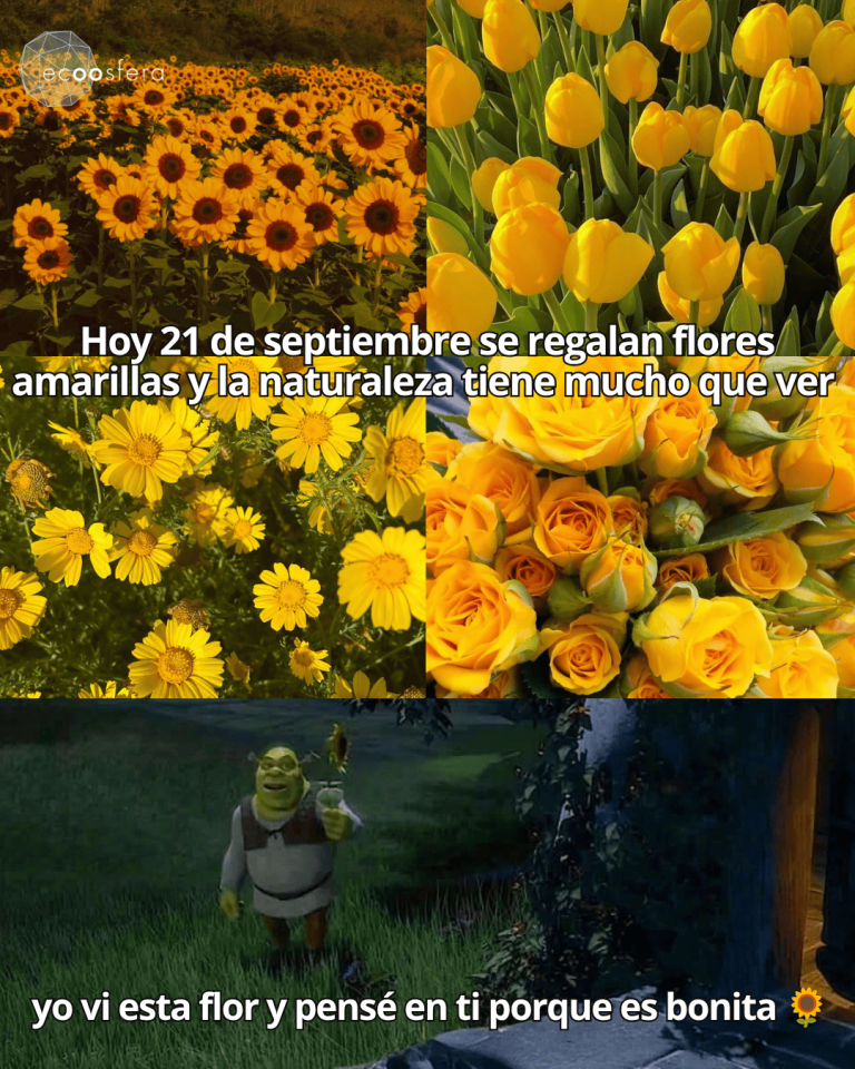 Por qué el 21 de septiembre todo el mundo regala flores amarillas