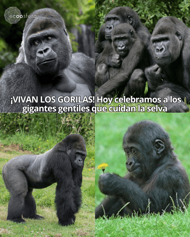 Por qué el Día Mundial del Gorila existe y la mayoría no sabe qué especie conmemora