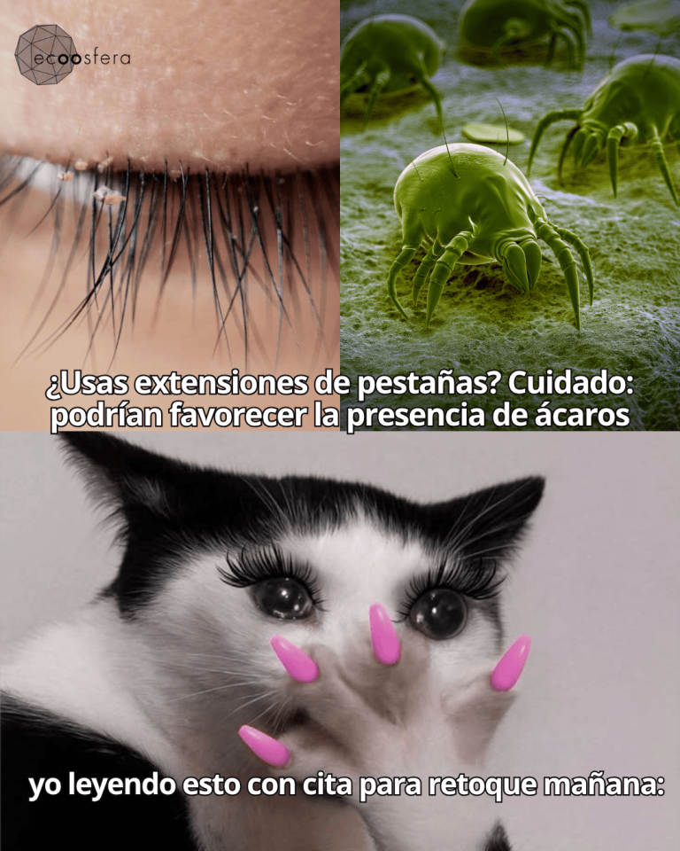 Por qué los ácaros prosperan en las extensiones de pestañas y cómo evitarlo