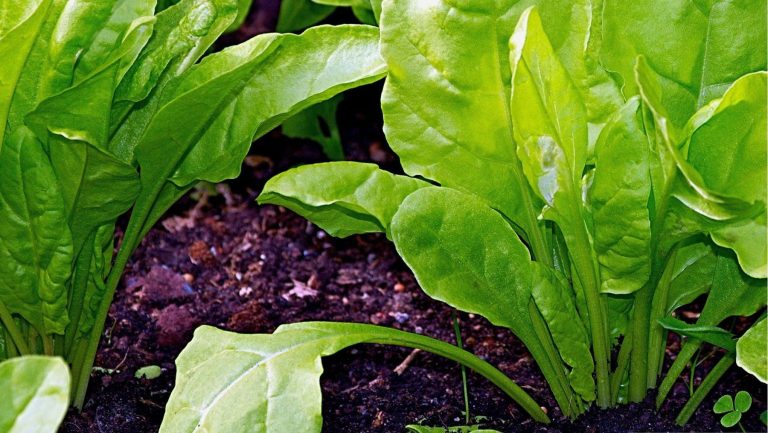 Producción ecológica: España lidera, pero tiene una deuda