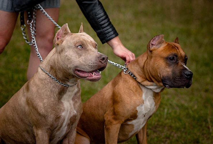 Proponen licencia obligatoria y multas de hasta 100 jornales para dueños de perros potencialmente peligrosos que hayan incurrido en infracciones