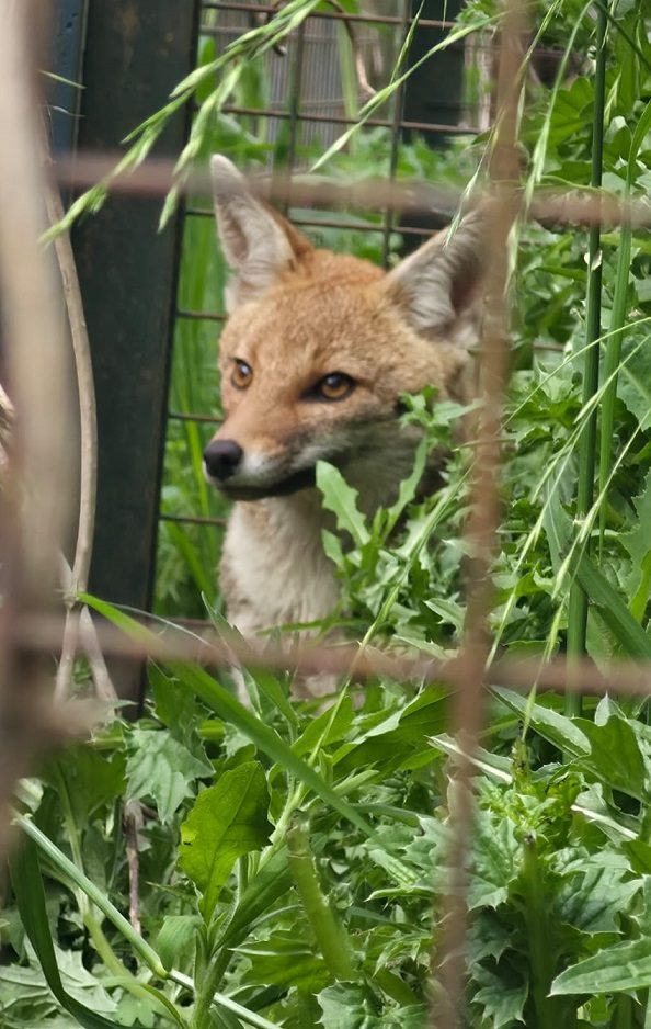 Readaptan para la vida salvaje al zorro rescatado en el Hospital San Martín