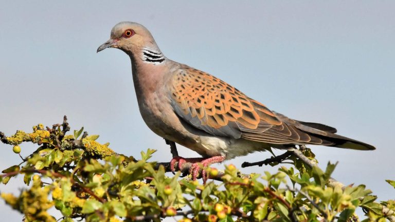 Reino Unido ha perdido el 99 % de sus tórtolas europeas desde 1967, y en South Downs han soltado 30 ejemplares criados en cautividad con flores y charcas preparadas para ellas, aunque no todos los conservacionistas están de acuerdo