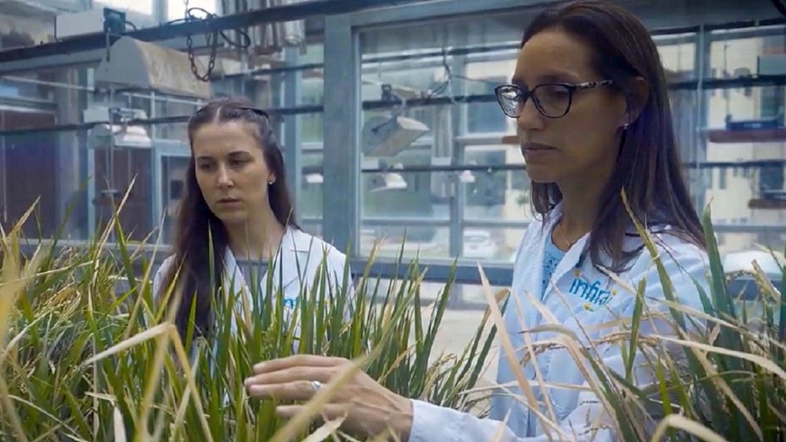Renata Reinheimer: innovadora propuesta argentina revoluciona a la agricultura con una tecnología para cultivos perennes y OMPI 2026 Renata Reinheimer: innovadora propuesta argentina revoluciona a la agricultura con una tecnología para cultivos perennes y OMPI 2026
