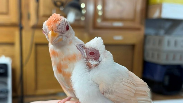 Rescatan dos cardenales albinos en Estados Unidos: una rareza genética con apenas 1 caso cada 30.000 aves