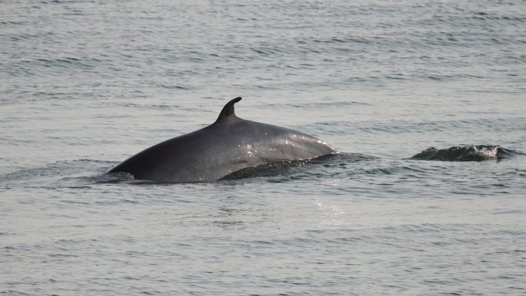 Rescate contrarreloj en Cape Cod: retiran la mayor parte de los aparejos a una ballena minke de 5,5 metros que los arrastró durante 64 kilómetros