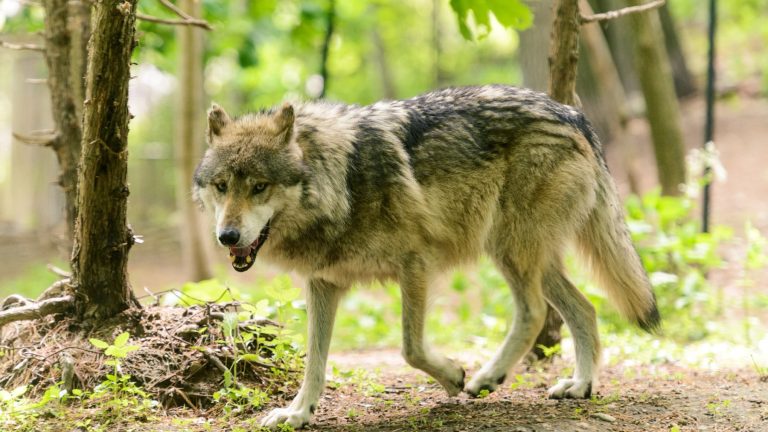 Sacaron semillas de arándano de cinco excrementos de lobo en Minnesota y germinaron al 96%: las recogidas del arbusto se quedaron en el 69%