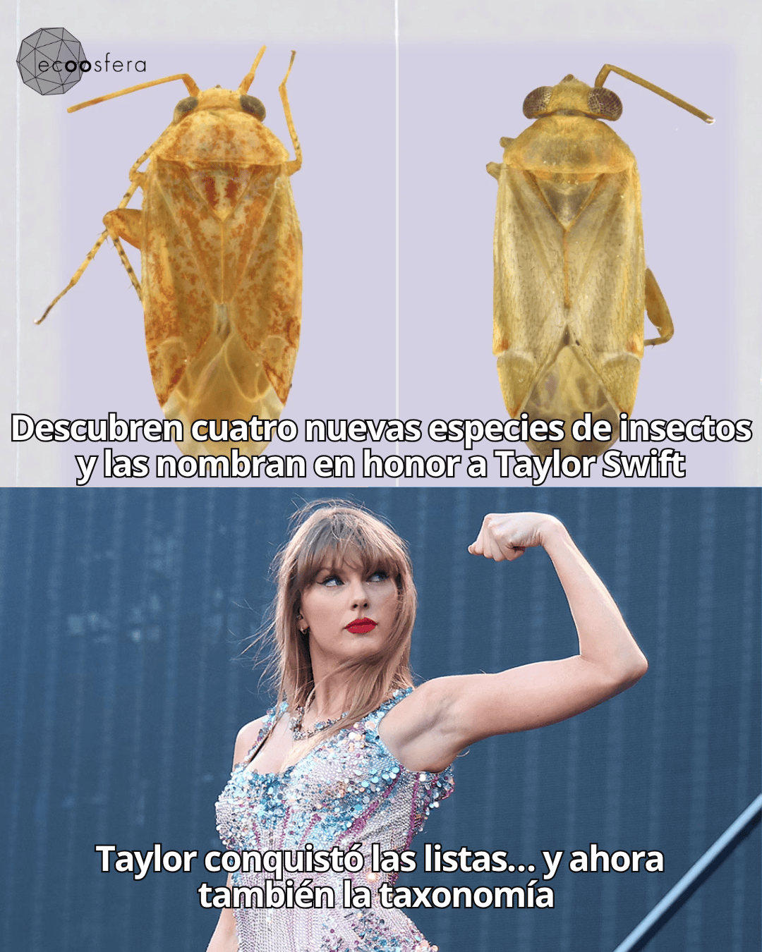 Taylor Swift tiene un género de insectos con su nombre y son todo
