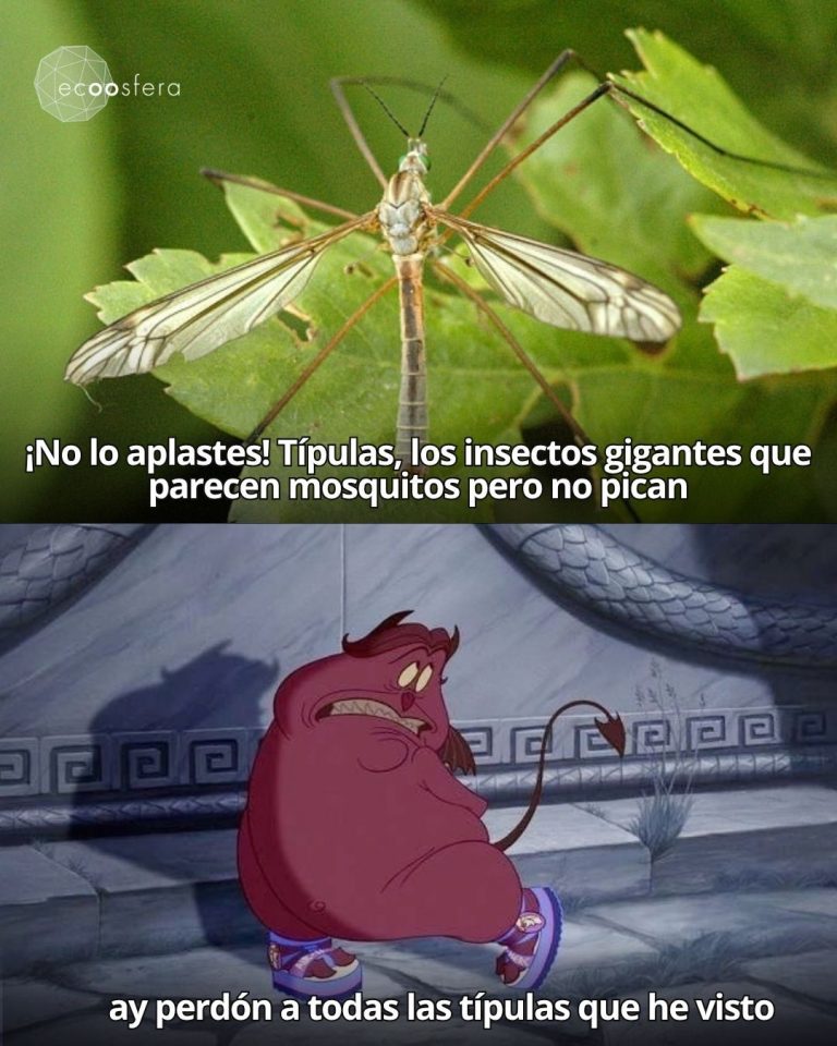 Típulas: el insecto que parece mosquito mutante pero es tu aliado