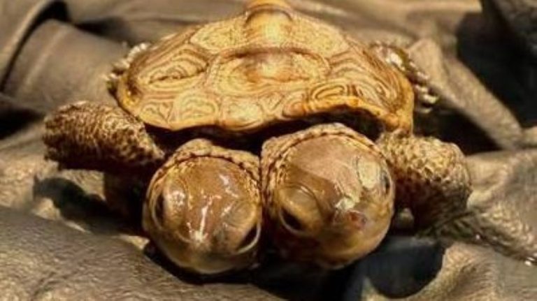 Tortuga de dos cabezas fue encontrada en Massachusetts y es una alerta sobre amenazas