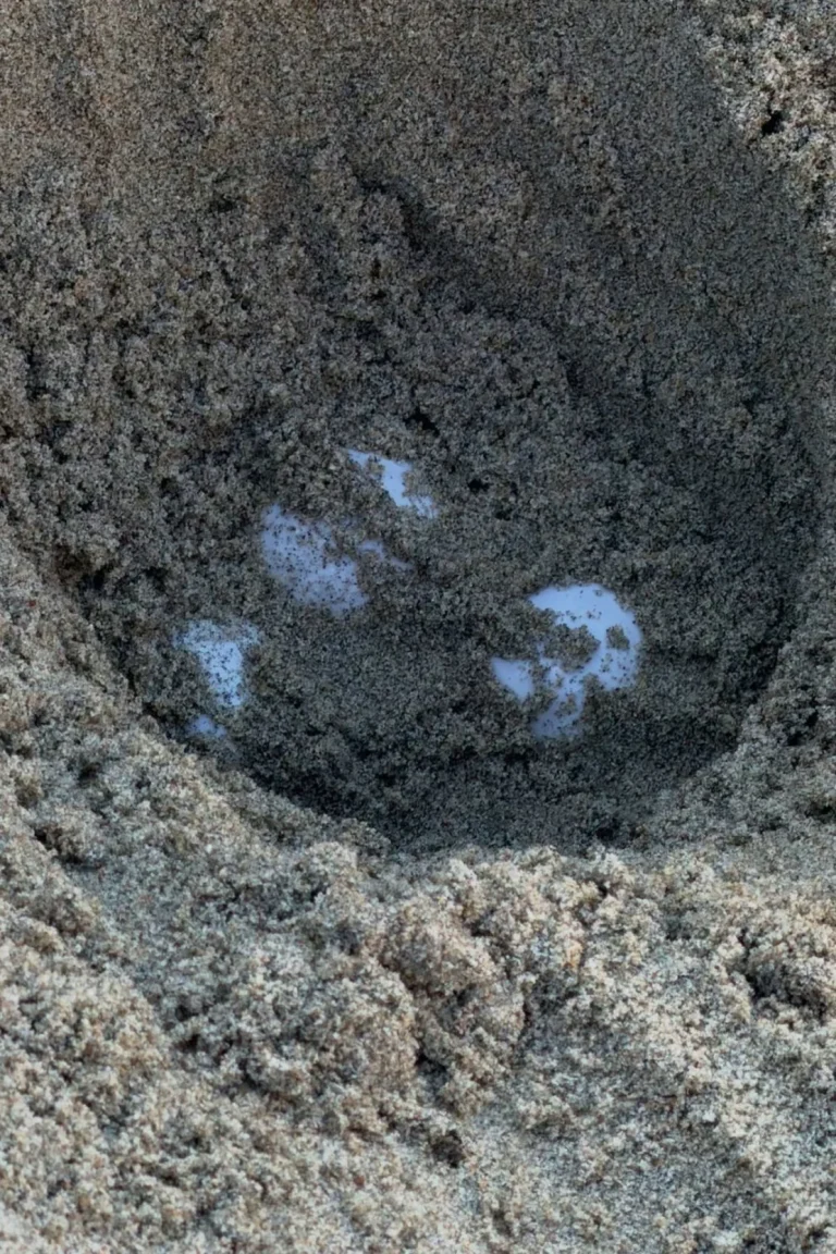 Tortugas marinas tropicales anidaron por primera vez en California y abren interrogantes sobre el clima
