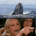 Trump eliminó la protección que evitaba matar ballenas por accidente
