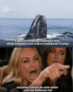 Trump eliminó la protección que evitaba matar ballenas por accidente