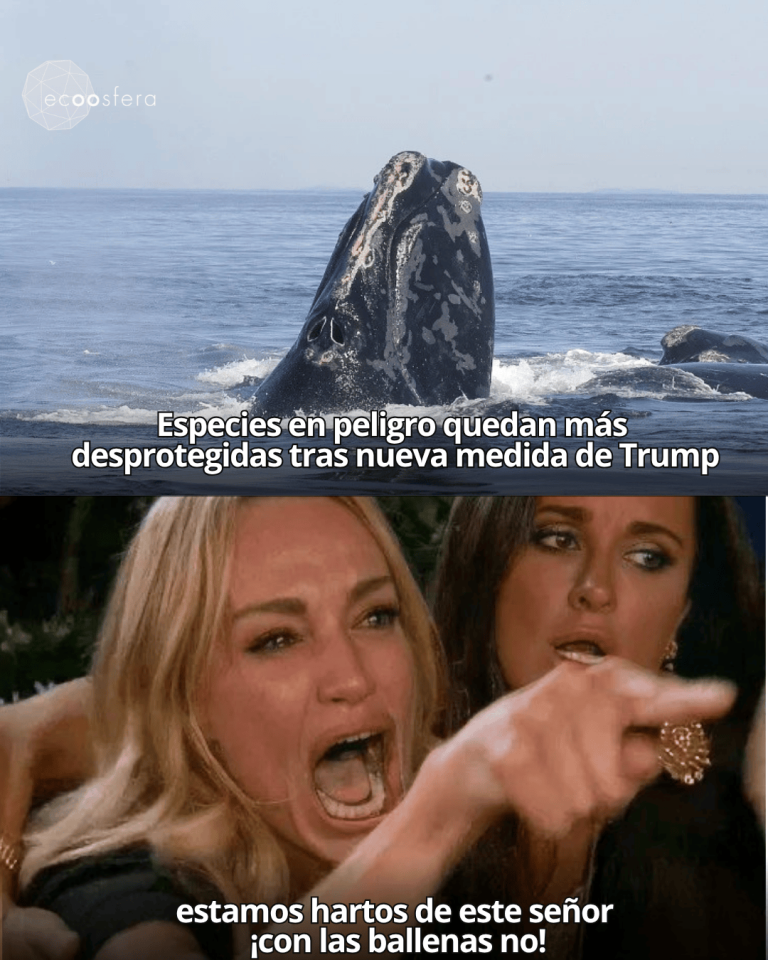 Trump eliminó la protección que evitaba matar ballenas por accidente