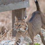 Una cámara trampa de Florida captó a un lince rojo atacando a una serpiente de cascabel diamantina, la mayor del mundo, en 38 fotos tomadas durante 96 minutos, y los científicos dicen que es muy raro ver a una cascabel adulta convertida en presa