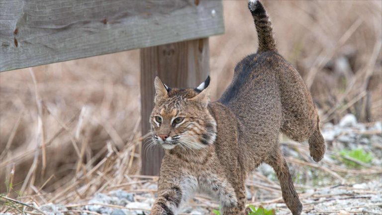 Una cámara trampa de Florida captó a un lince rojo atacando a una serpiente de cascabel diamantina, la mayor del mundo, en 38 fotos tomadas durante 96 minutos, y los científicos dicen que es muy raro ver a una cascabel adulta convertida en presa