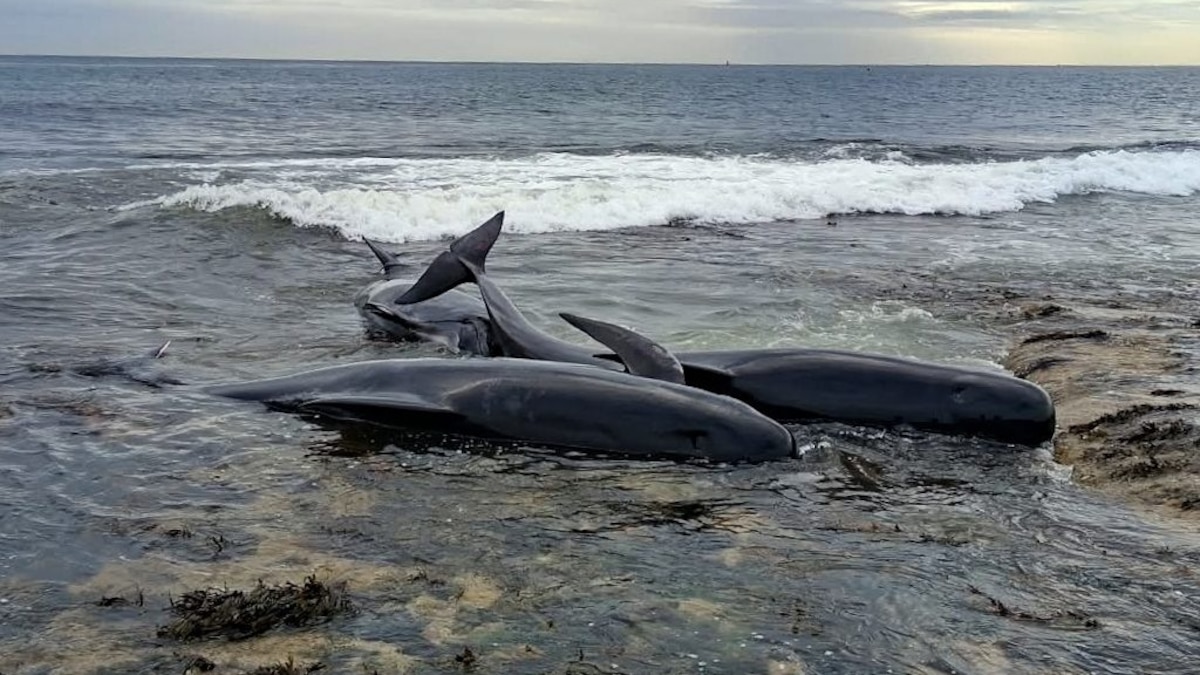 Varamiento de ballenas en Inglaterra deja seis cetáceos muertos y genera alarma científica Varamiento de ballenas en Inglaterra deja seis cetáceos muertos y genera alarma científica