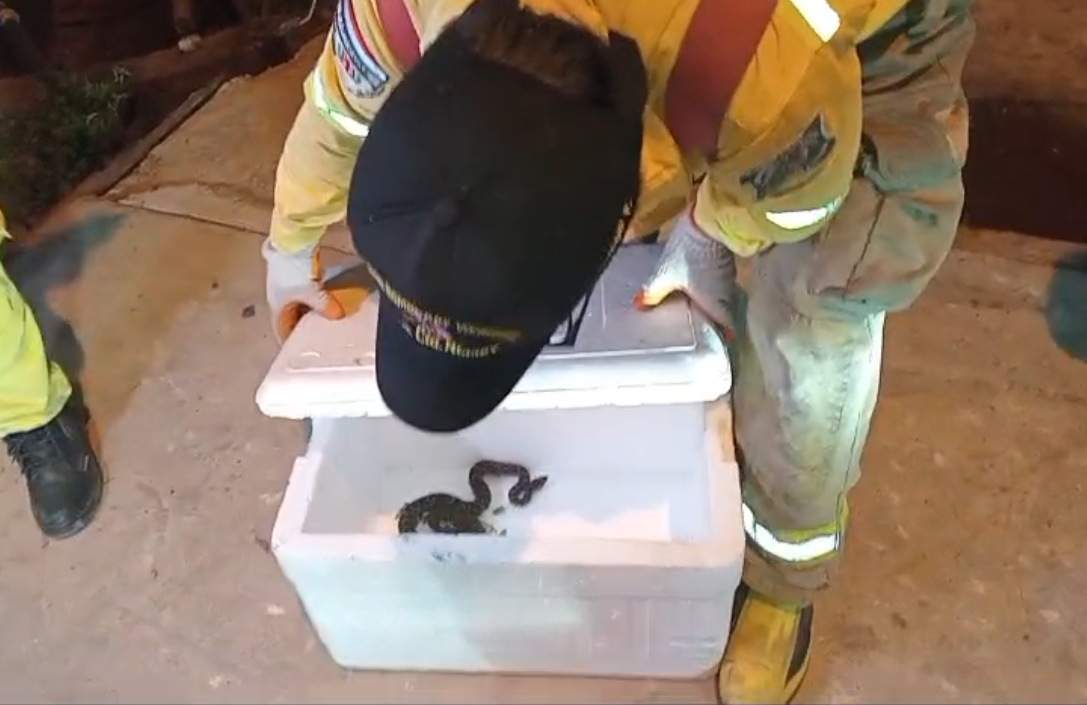 Video: una serpiente altamente venenosa causó susto en una lomitería de San Antonio Video: una serpiente altamente venenosa causó susto en una lomitería de San Antonio