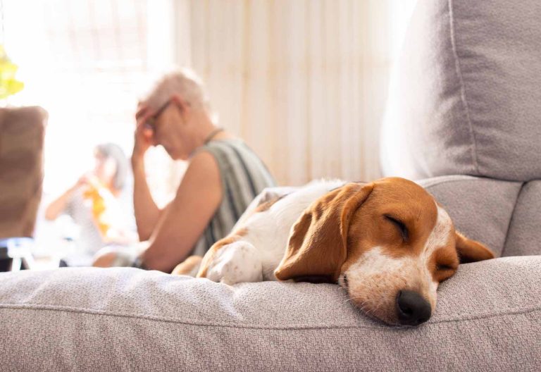 Vómitos en perros: causas, síntomas y tratamiento
