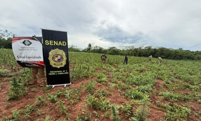 Desbaratan en Karapa’i una estructura que producía marihuana Skunk para Brasil