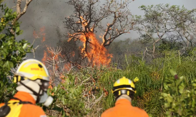Incêndio em mata é crime: veja as penas