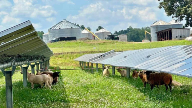Mecánico de Tennessee deja su trabajo para pastorear a más 300 ovejas en 162 hectáreas de parques solares sostenibles