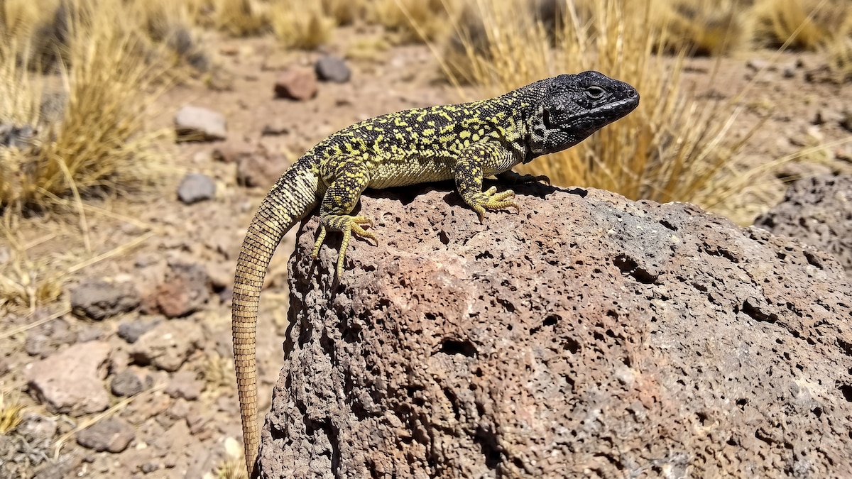 Perú — Descubrimiento en Arequipa: identifican una nueva especie y es la lagartija Liolaemus arequipensis a gran altitud Perú — Descubrimiento en Arequipa: identifican una nueva especie y es la lagartija Liolaemus arequipensis a gran altitud