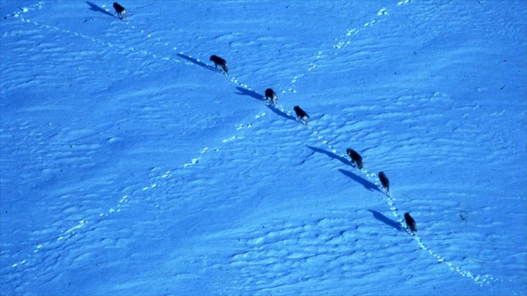 Recuperación de lobos en Isle Royale: PASÓ De 2 a 37 en 2026, pero abetos jóvenes crecen solo 2,7 cm al año en el ecosistema