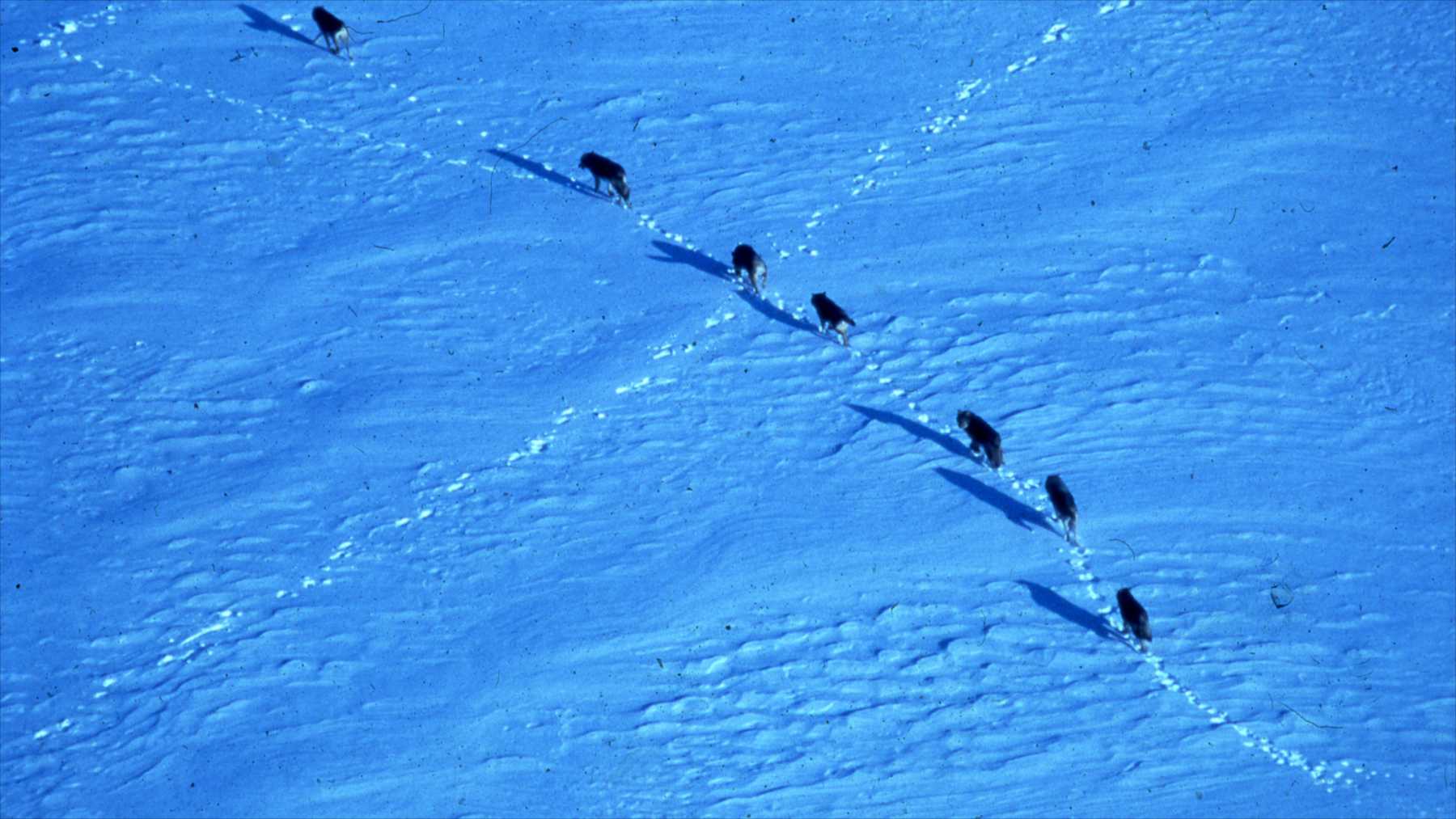 Recuperación de lobos en Isle Royale: PASÓ De 2 a 37 en 2026, pero abetos jóvenes crecen solo 2,7 cm al año en el ecosistema