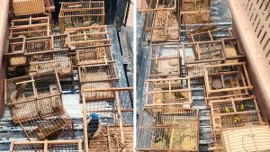 Rescatan 12 aves protegidas en Mendoza tras una denuncia anónima, y suman 80 ejemplares liberados en menos de una semana